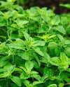Greek oregano plant with structured aromatic foliage.