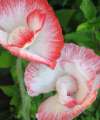Close-up of Papaver rhoeas ‘Shirley Double’ petals opening, highlighting layered, frilled texture.