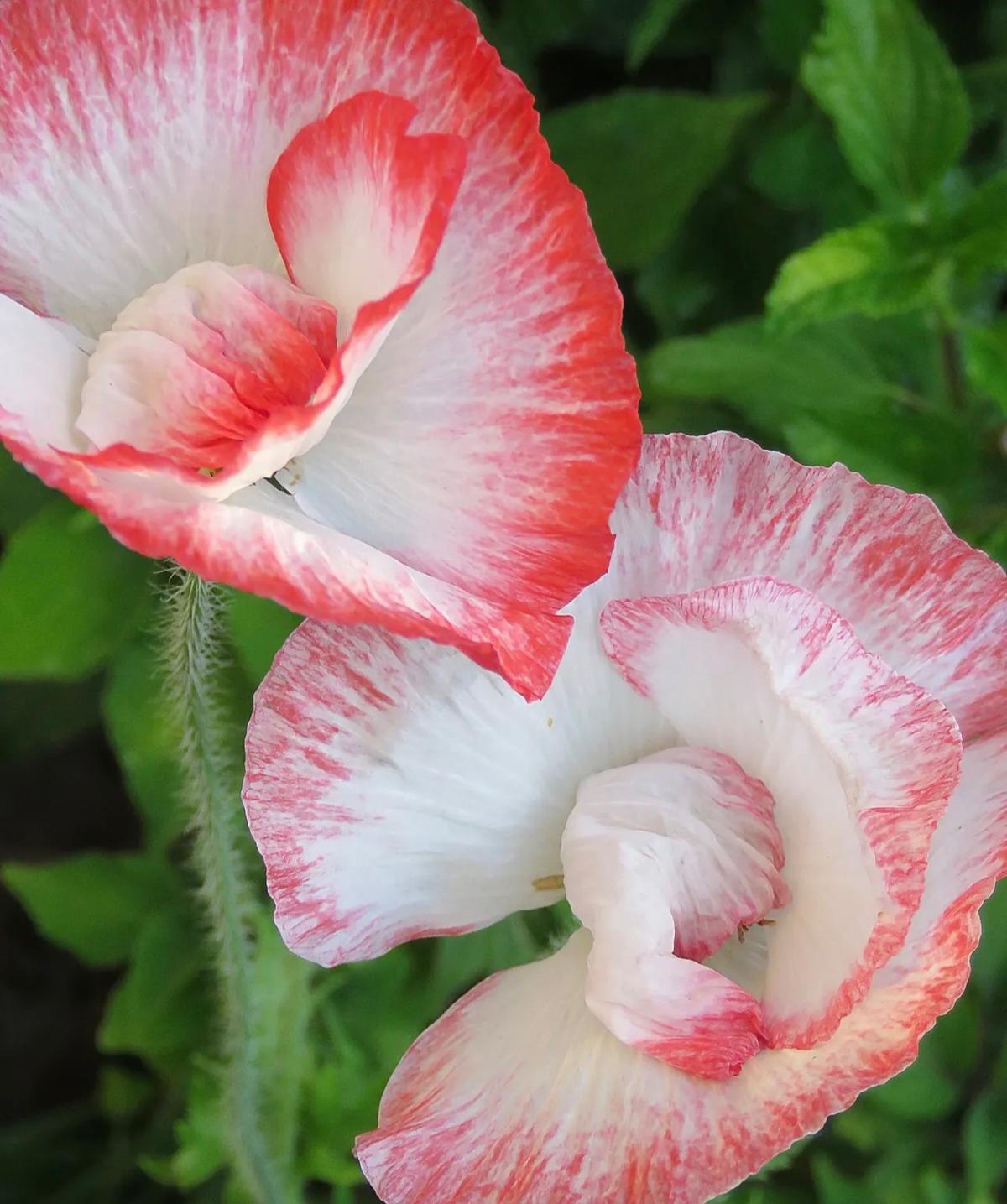 Close-up of Papaver rhoeas ‘Shirley Double’ petals opening, highlighting layered, frilled texture.