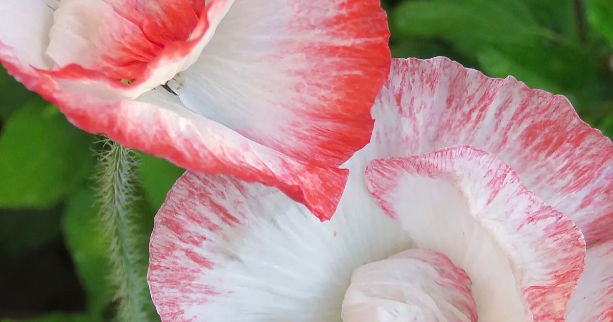 Simley Poppy Shirley Double Poppy Seeds | Herboo