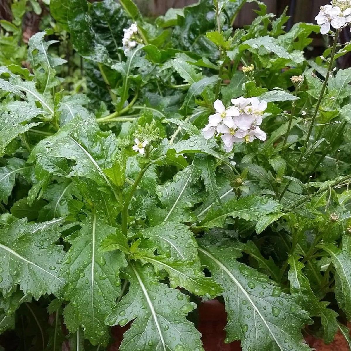 Spicy, serrated leaves of Diplotaxis erucoides (Rocket ‘Wild Wasabi’) growing densely in a kitchen garden bed.