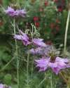 Nigella Persian Jewel in Pink in a UK garden in full bloom