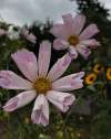 Distinctive tubular, fluted petals of Cosmos bipinnatus ‘Seashells Mixed’, showing soft pink and white tones.
