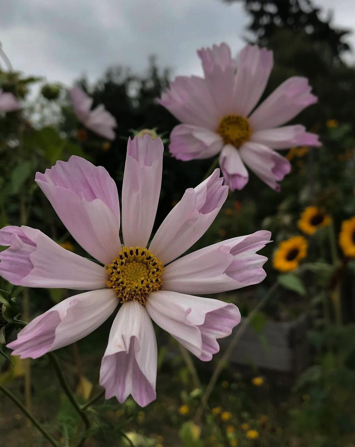 Distinctive tubular, fluted petals of Cosmos bipinnatus ‘Seashells Mixed’, showing soft pink and white tones.