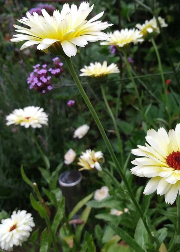 Calendula 'Snow Princess' Seeds | Flower Seeds