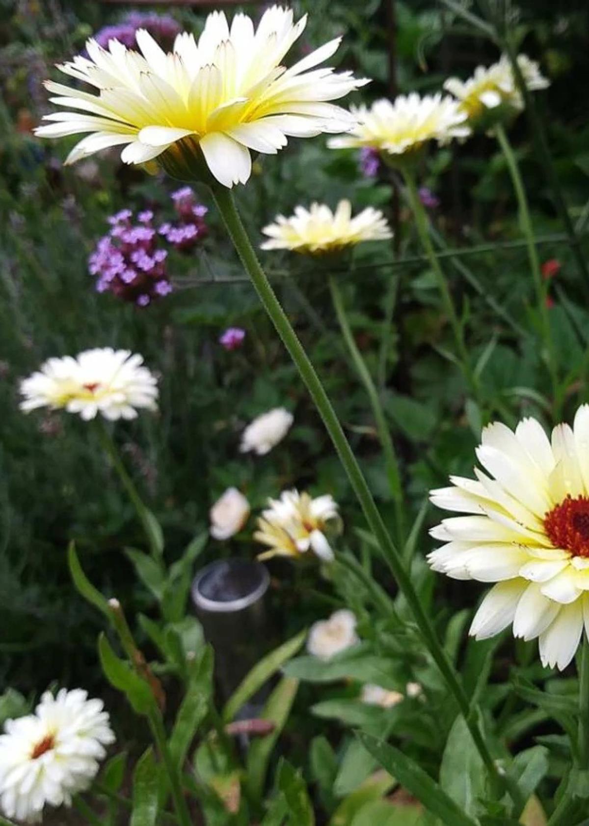 Calendula ‘Snow Princess’ – creamy calendula blooms for pots