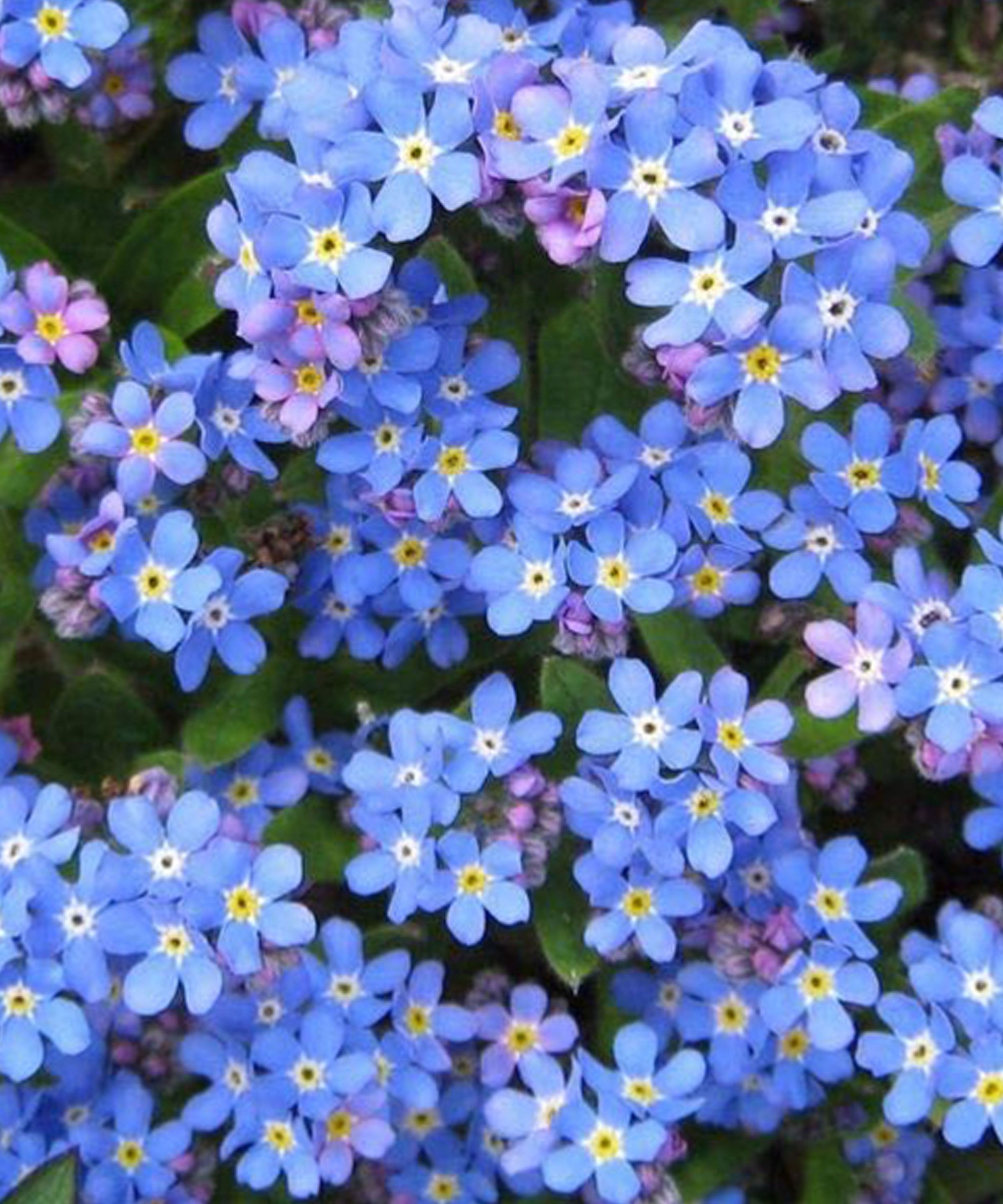 Forget Me Not Seeds Edible Flowers