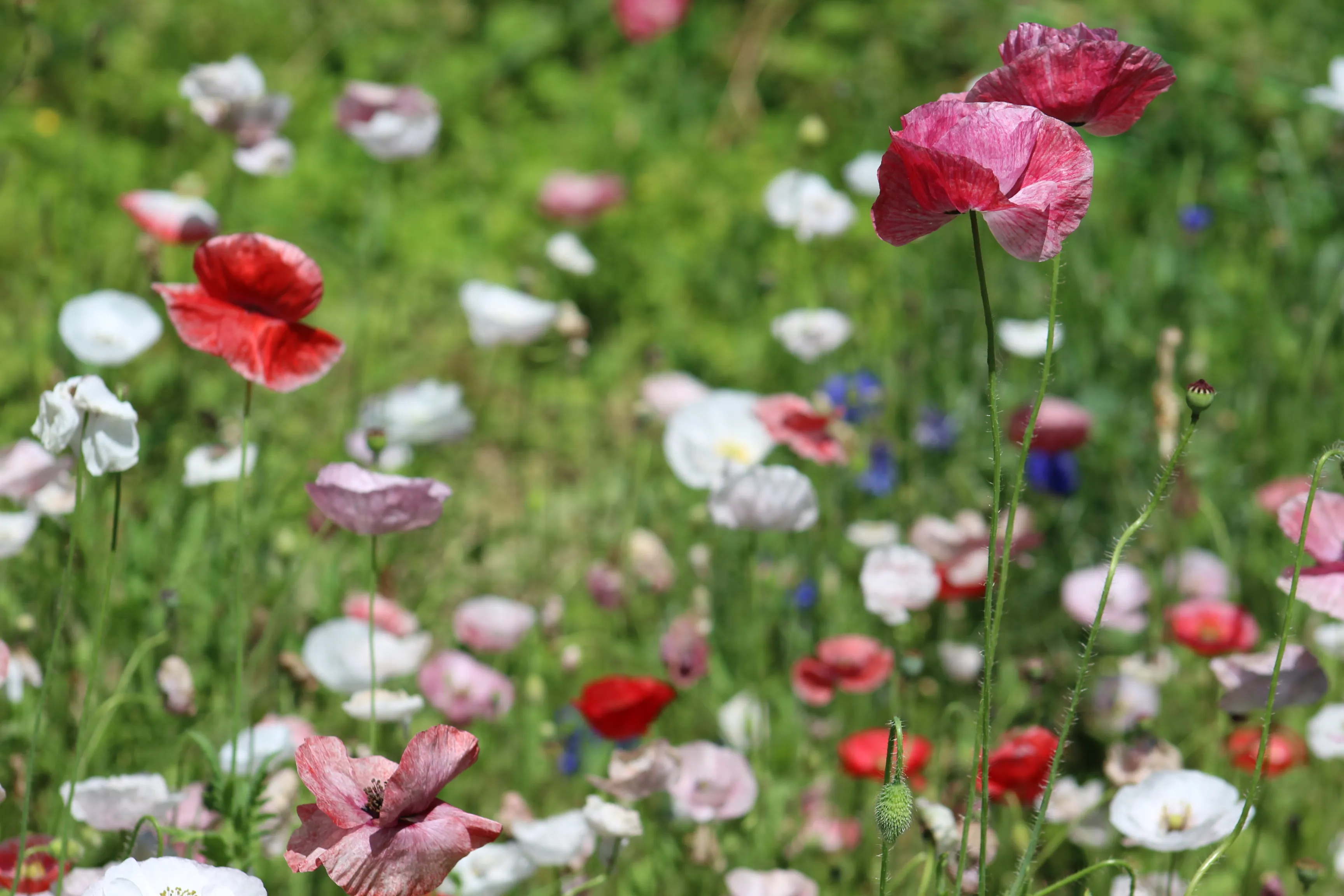 Papaver rhoeas Mother of Pearl