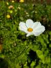 Cosmos bipinnatus ‘Purity’ growing in a UK garden with pure white flowers