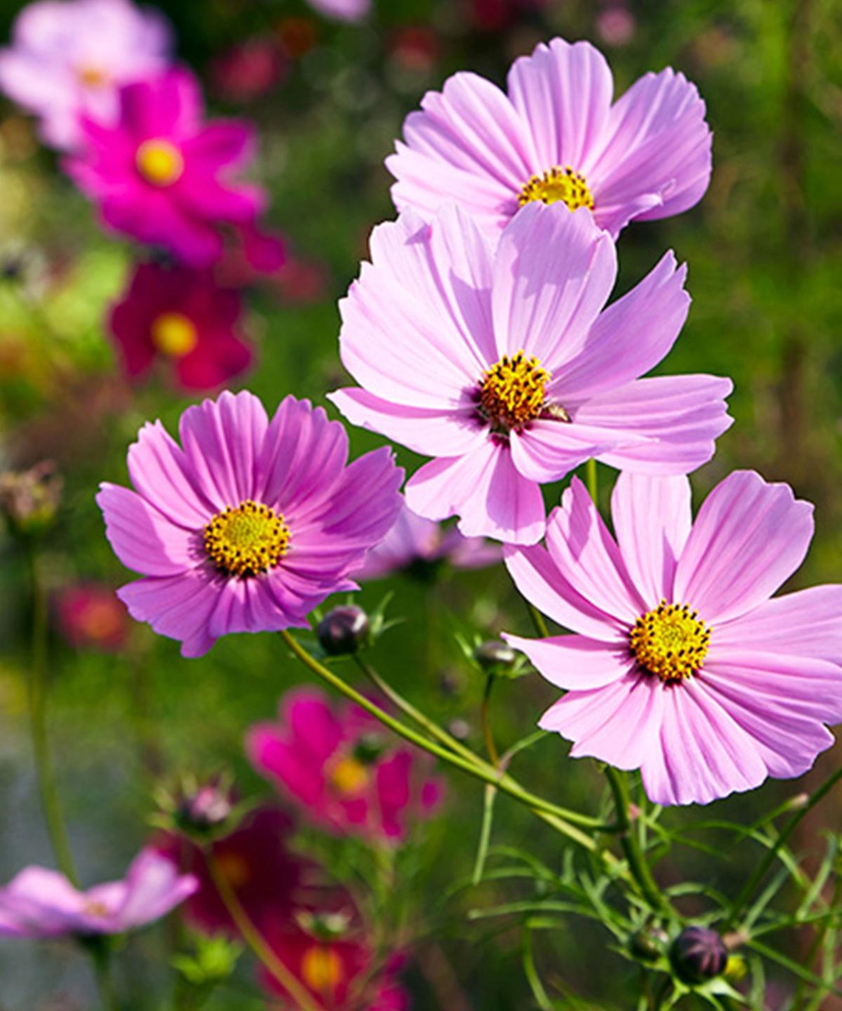 Cosmos ‘Sensation’ tall pink blooms for modern garden borders.