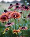 Rudbeckia ‘Sahara’ flowers growing in a UK garden border in summer