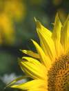 Giant sunflower towering in the garden with a large golden-yellow flower head