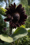 Sunflower Helianthus ‘Claret’ F1 growing in a UK garden with deep burgundy-red petals