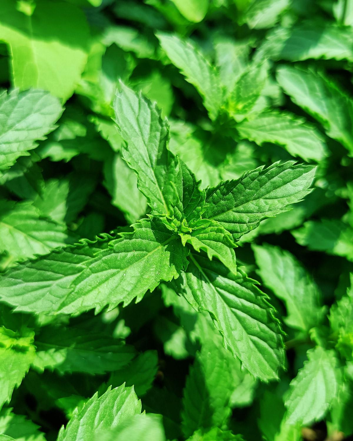 Spearmint plant with lush green aromatic leaves for herbal tea