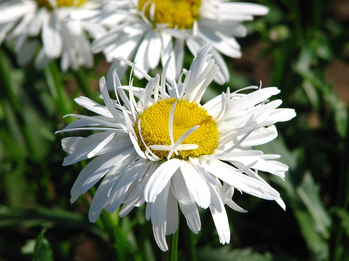 Leucanthemum × superbum ‘Crazy Daisy’ flowers unfolding, with ruffled white petals and bright yellow centres.