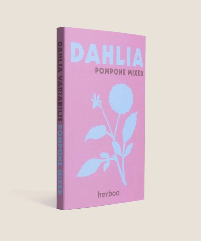 Dahlia Pompone Mixed