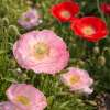 Papaver rhoeas ‘Falling in Love’ poppies flowering in garden borders with mixed pastel and red tones
