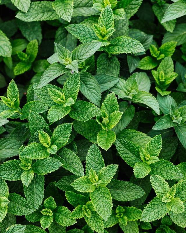 Peppermint Seeds - Mentha piperita