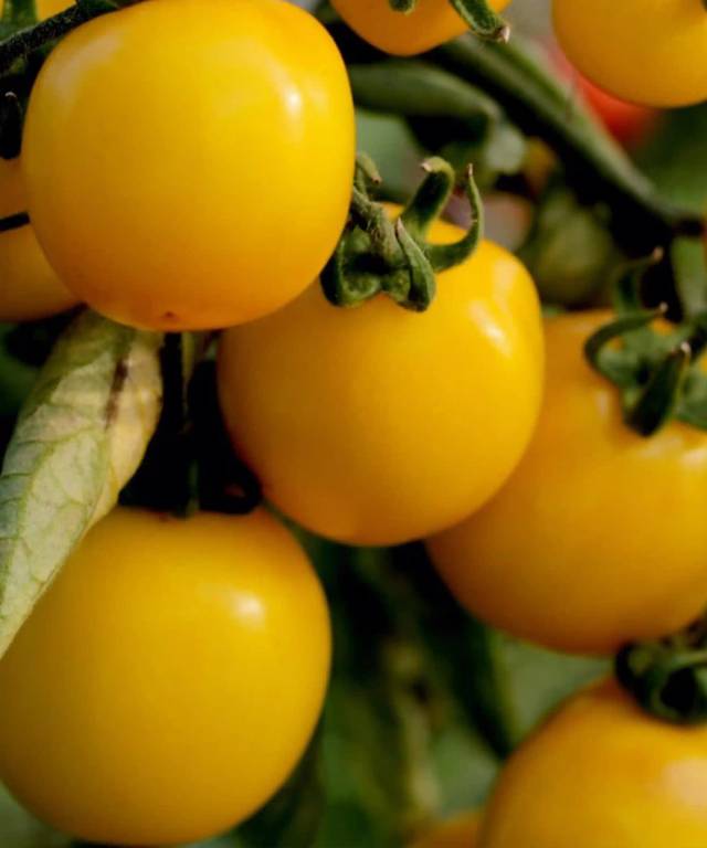 Tomato - Solanum lycopersicum 'Golden Sunrise' Seeds
