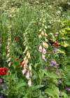 Apricot Foxglove grown from seed spikes flowering in a soft, naturalised wildflower border