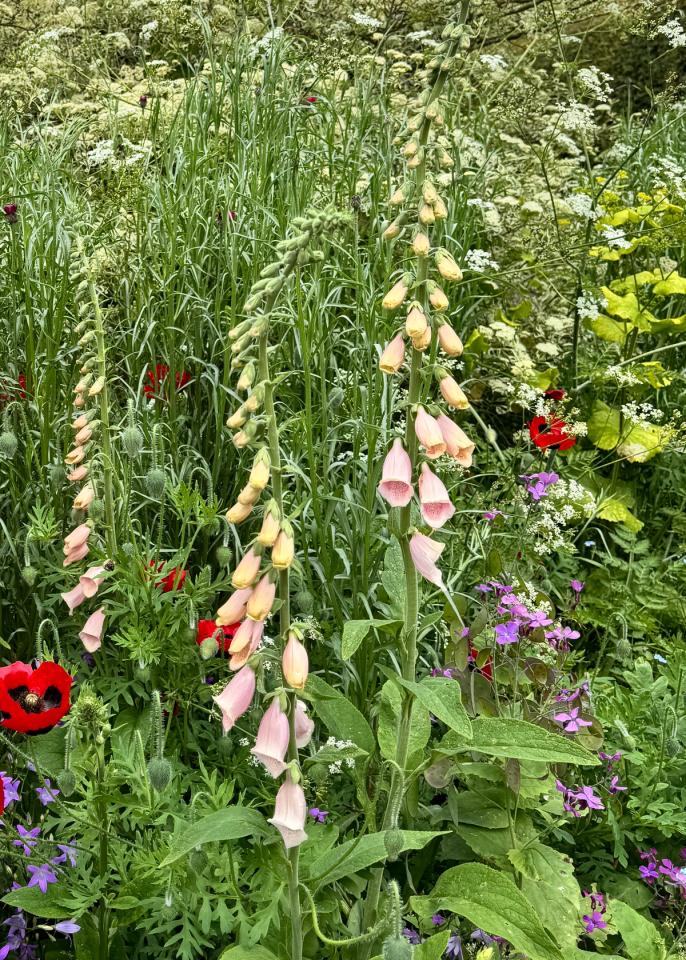 Apricot Foxglove grown from seed spikes flowering in a soft, naturalised wildflower border