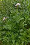 Wild rocket wasabi plants flowering with delicate white blooms and mature spicy leaves