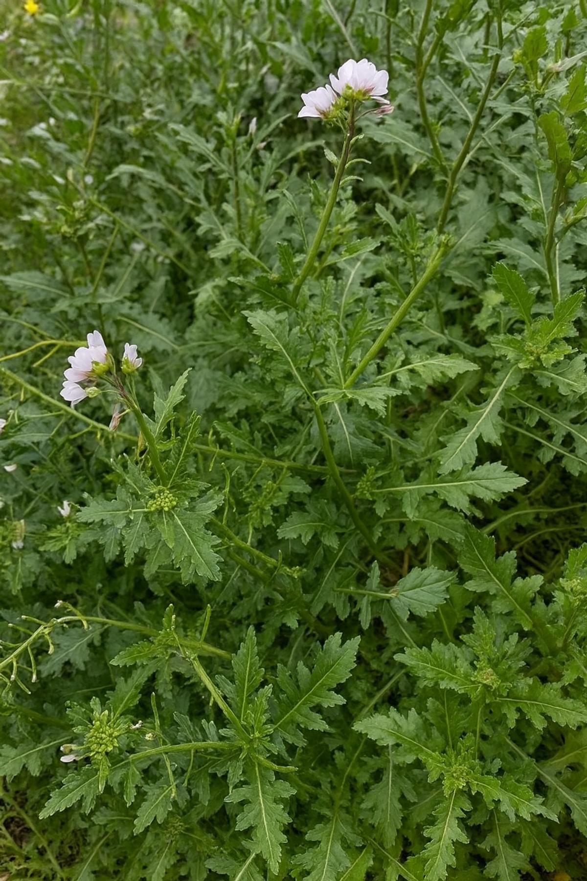 Wild rocket wasabi plants flowering with delicate white blooms and mature spicy leaves