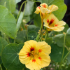 Close-up of Nasturtium Peach Melba blooms and rounded green leaves, ideal for pots and pollinators