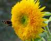 Butterfly on a Teddy Bear Sunflower, showing its pollinator-friendly fluffy petals.