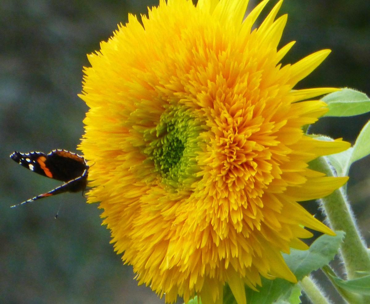 Butterfly on a Teddy Bear Sunflower, showing its pollinator-friendly fluffy petals.