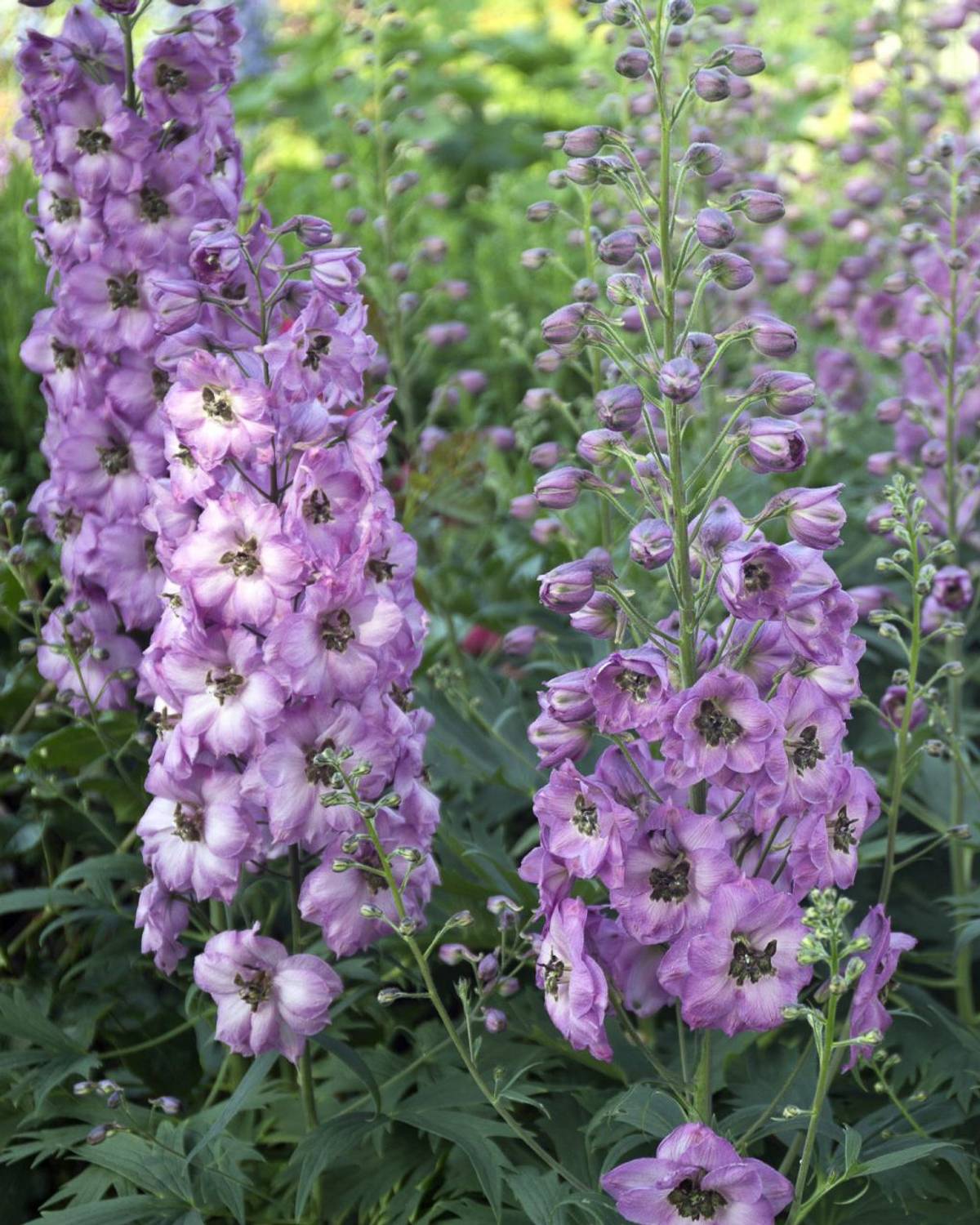 Delphinium 'Guinevere' | Larkspur | Perennial Seeds