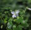 Cluster of Viola ‘Freckles’ plants blooming in a garden border with speckled white flowers