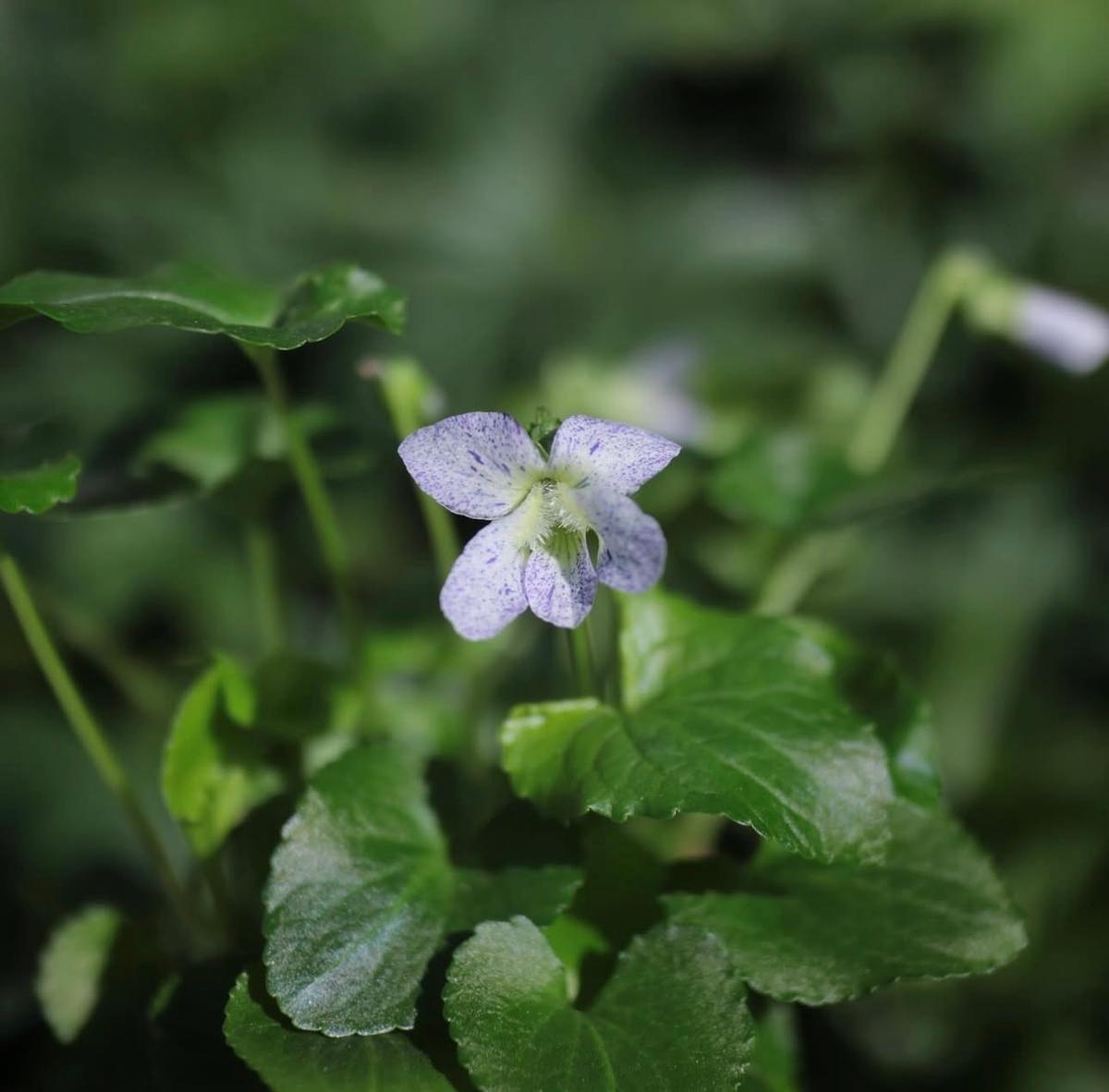 Cluster of Viola ‘Freckles’ plants blooming in a garden border with speckled white flowers