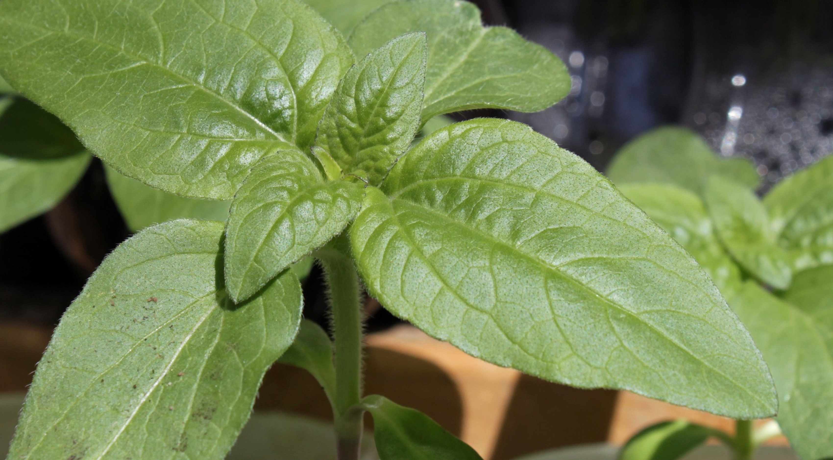 Young sunflower seedling with first true leaves emerging