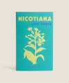 Nicotiana Lime Green