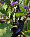 Heirloom Aubergine Black Beauty growing on the plant with glossy purple fruit and flowers.