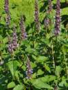 Agastache Astello Indigo