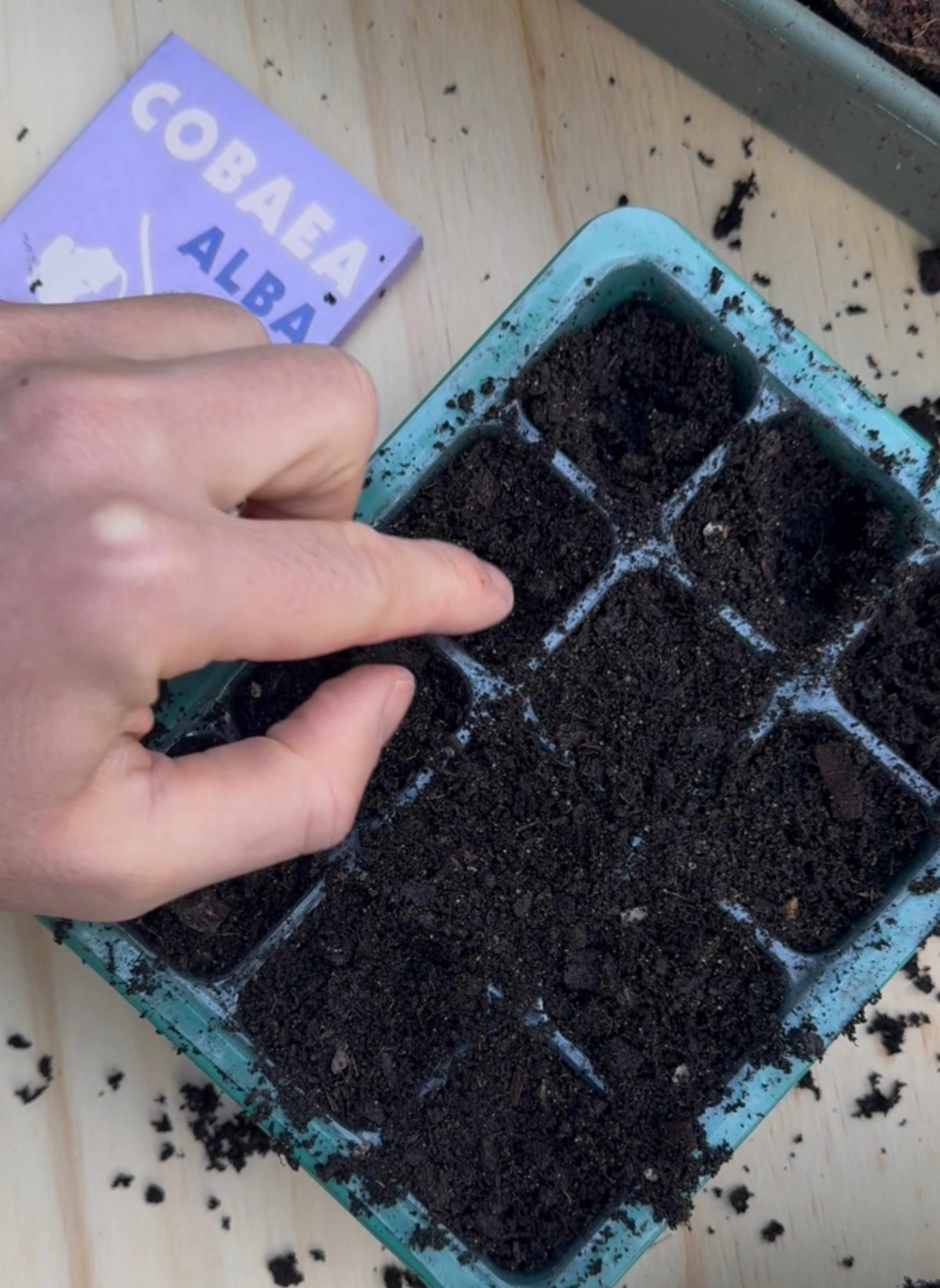 Firming compost into a module tray beside a Cobaea seed packet.