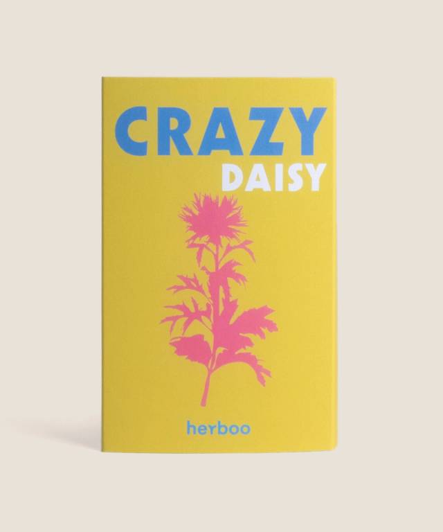 Leucanthemum 'Crazy Daisy' Seeds
