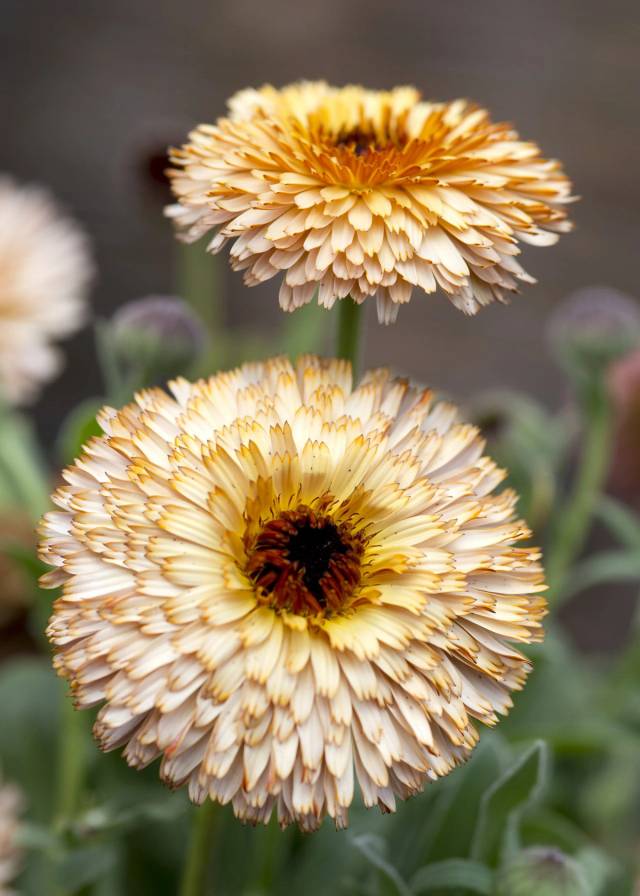 Calendula 'Pygmy Buff'