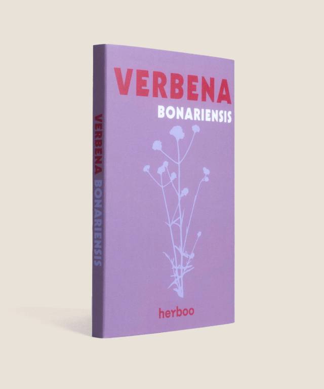 verbena bonariensis seeds