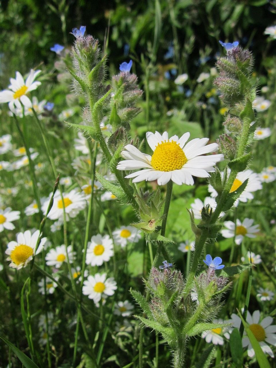 Roman Chamomile growing amongst borage flowers in a garden grown from seeds