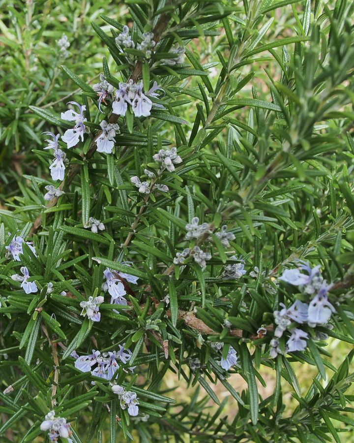 Rosemary for Remembrance - The Flower Writer