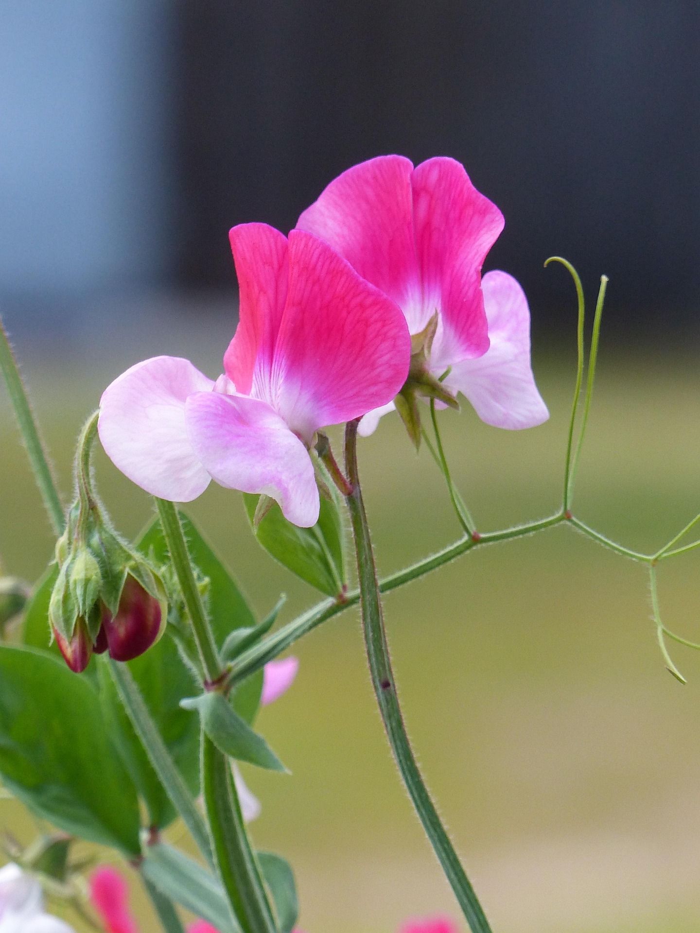 Sweet Pea 'Little Sweetheart' Seeds | Dwarf Cut Flowers | Herboo