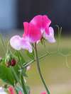 Sweet Pea ‘Little Sweetheart’ with compact pastel blooms growing in partial shade.