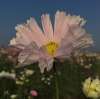 Mixed Cosmos ‘Seashells Mixed’ flowers, including white, rose and crimson fluted petals, in a wildflower-style planting