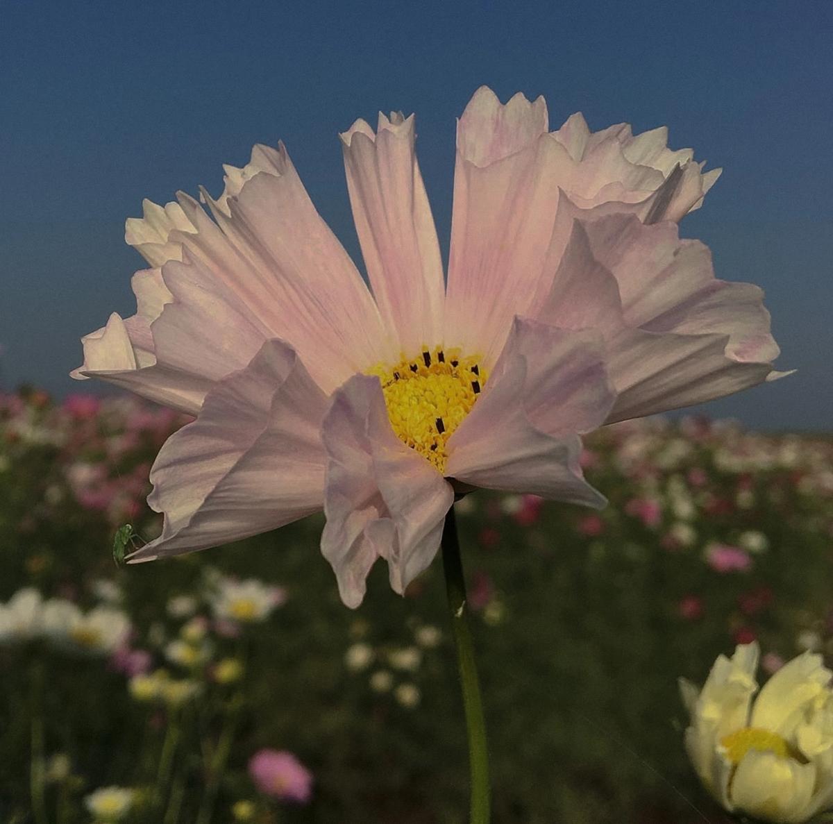 Mixed Cosmos ‘Seashells Mixed’ flowers, including white, rose and crimson fluted petals, in a wildflower-style planting