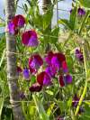Sweet Pea ‘Matucana’ growing in a garden bed with dark purple blooms attracting pollinators