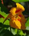 Nasturtium ‘Tom Thumb Alaska’ variegated trailing foliage and flowers.