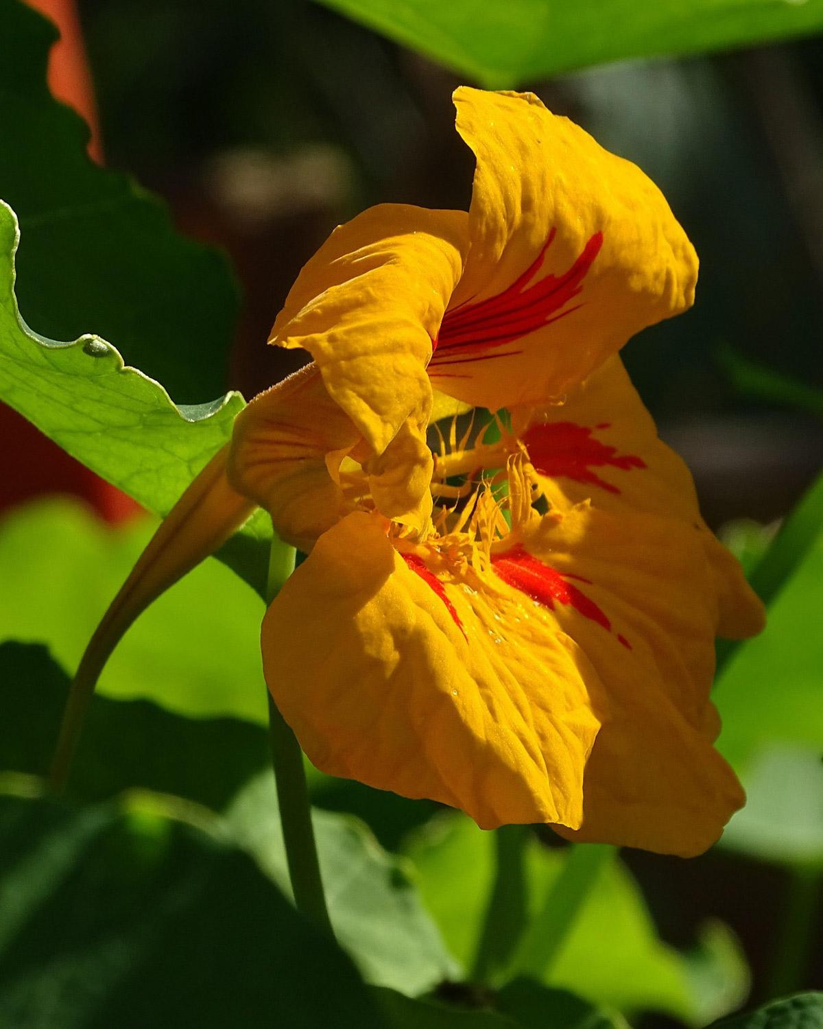 Nasturtium ‘Tom Thumb Alaska’ variegated trailing foliage and flowers.